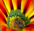 Bee-gathering-polen602.jpg